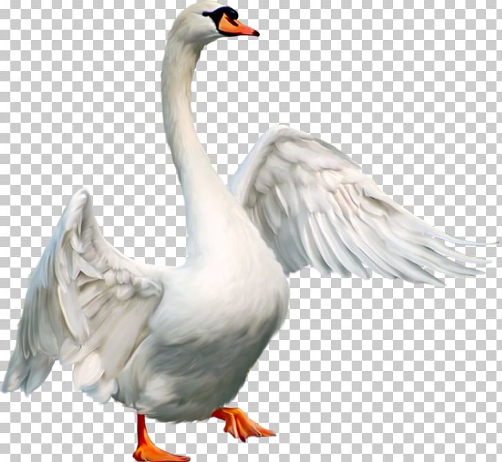 Domestic Goose Duck Bird Mute Swan PNG, Clipart, Animal, Animals, Beak, Bird, Cygnini Free PNG Download