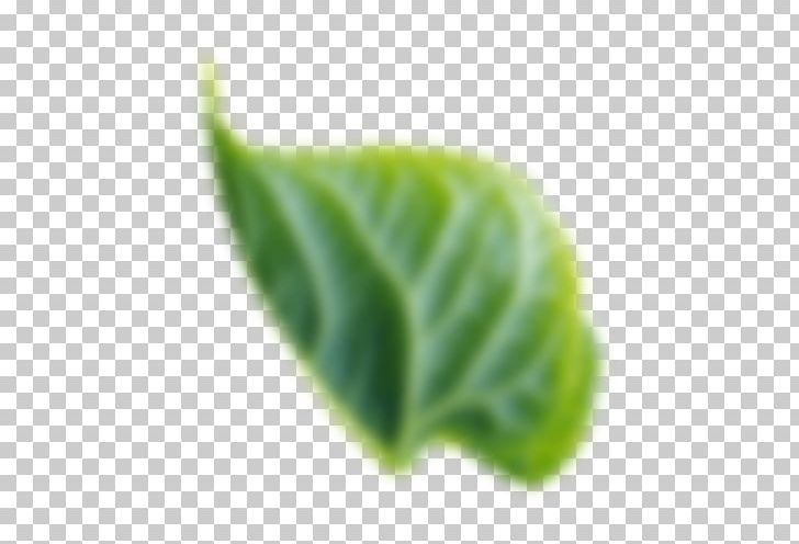 Leaf Gotham TrueType Plant PNG, Clipart, Gotham, Leaf, Plant, Truetype Free PNG Download