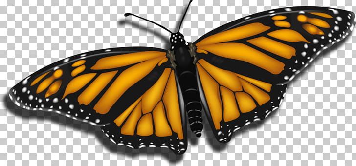 Monarch Butterfly Pieridae Insect PNG, Clipart, Animal, Art, Arthropod, Brush Footed Butterfly, Butterfly Free PNG Download