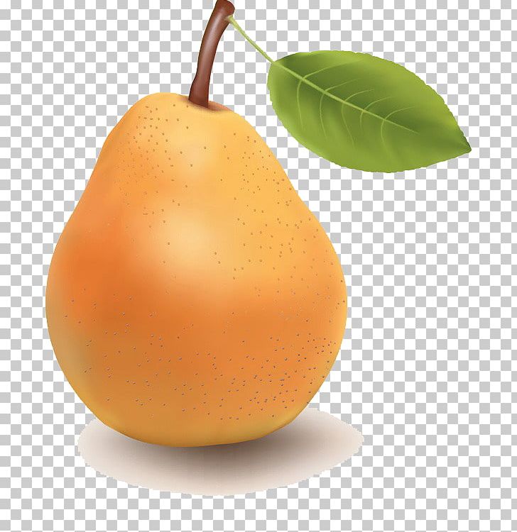 Pear Tangerine Fruit Tangelo PNG, Clipart, Adobe Illustrator, Citrus, Drawing, Food, Fruit Free PNG Download