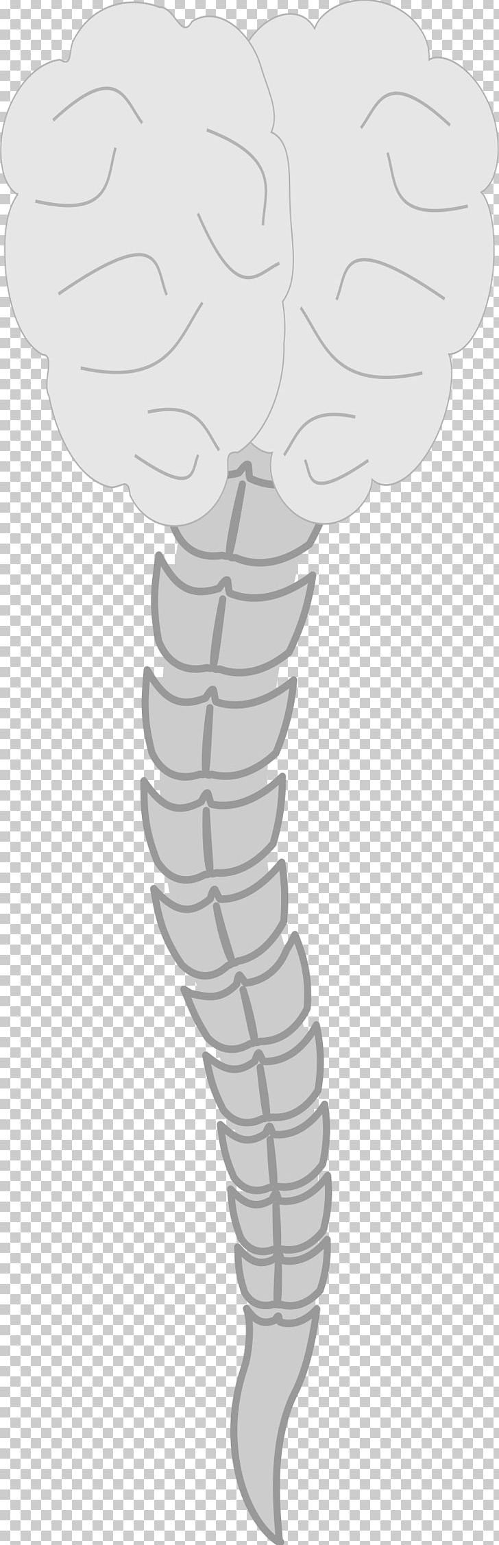 Thumb Vertebral Column PNG, Clipart, Arm, Black And White, Cerebro, Drawing, Finger Free PNG Download