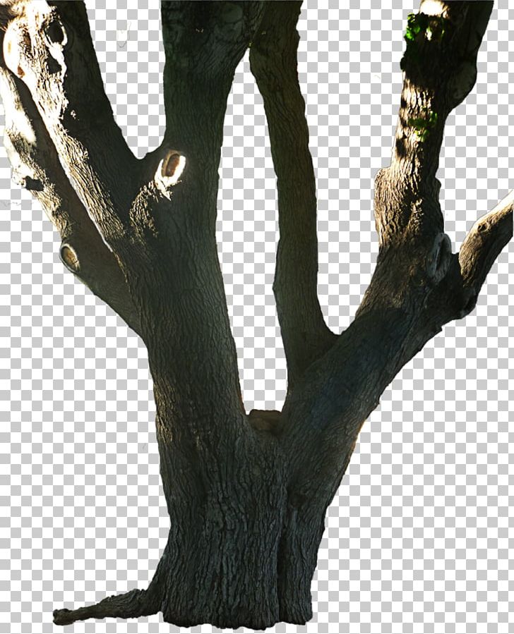 Wood /m/083vt Branching PNG, Clipart, Brain Tree, Branch, Branching, M083vt, Nature Free PNG Download