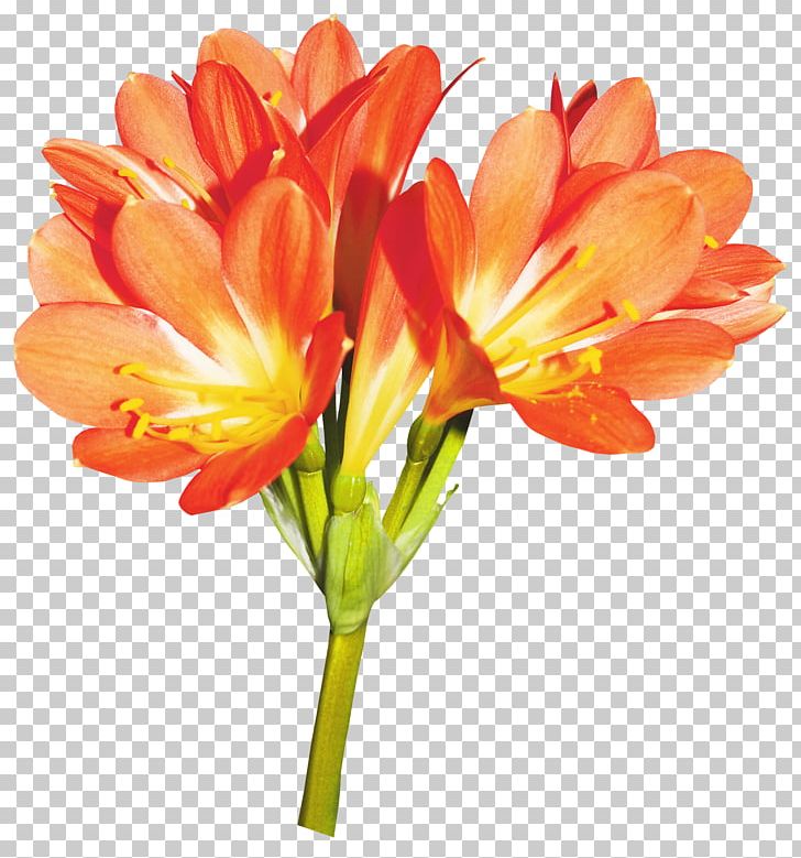 Flower Lilium PNG, Clipart, Alstroemeriaceae, Blog, Cut Flowers, Download, Flower Free PNG Download