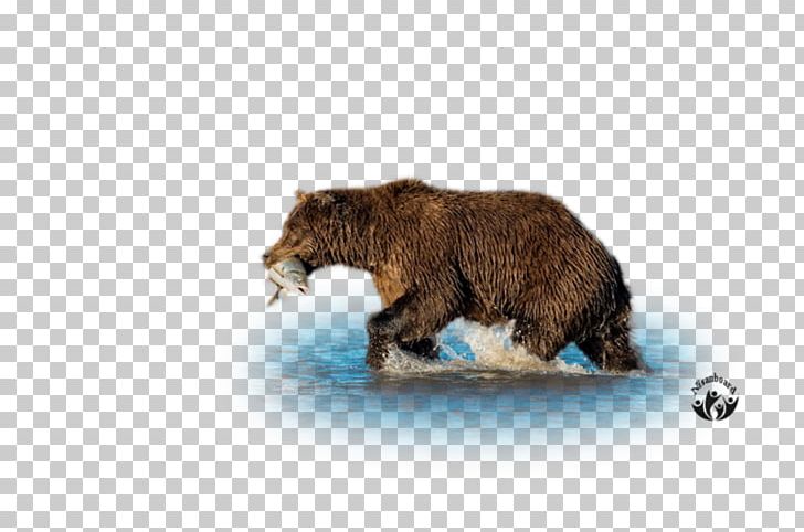 Grizzly Bear Brown Bear Terrestrial Animal Wildlife PNG, Clipart, Animal, Animals, Bear, Brown Bear, Carnivoran Free PNG Download