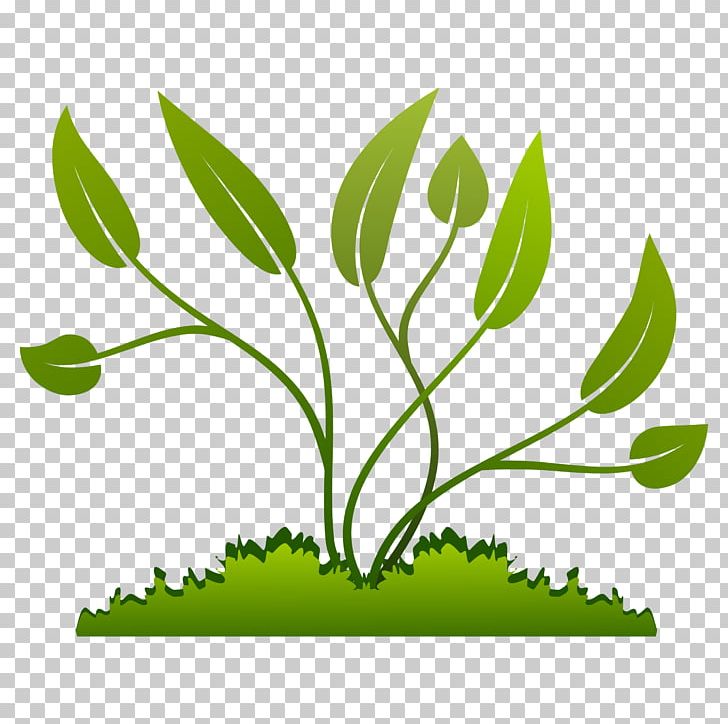 Plant Coffea PNG, Clipart, Branch, Coffea, Download, Flora, Food Drinks Free PNG Download