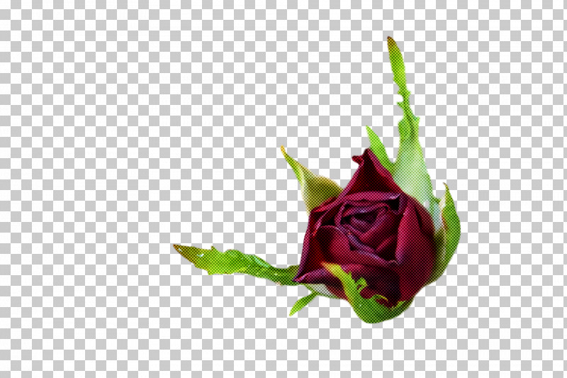 Garden Roses PNG, Clipart, Bud, Cabbage Rose, Cut Flowers, Floral Design, Flower Free PNG Download