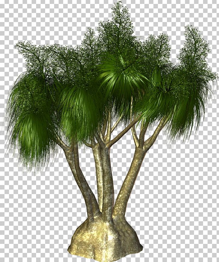 Arecaceae Tree Plant PNG, Clipart, Arecaceae, Arecales, Asian Palmyra Palm, Borassus, Borassus Flabellifer Free PNG Download