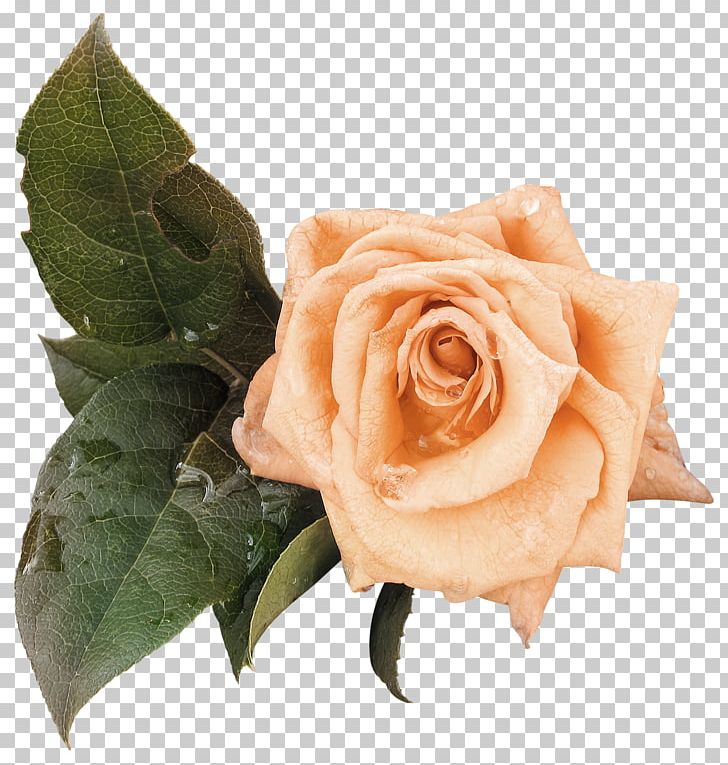 Beach Rose Golden Celebration Rosa Gallica Garden Roses PNG, Clipart, Bud, Cut Flowers, Encapsulated Postscript, Fall Leaves, Flower Free PNG Download