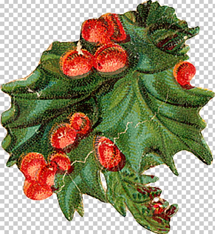 Holly Aquifoliales Christmas Ornament Natural Foods PNG, Clipart, Aquifoliaceae, Aquifoliales, Christmas, Christmas Decoration, Christmas Ornament Free PNG Download