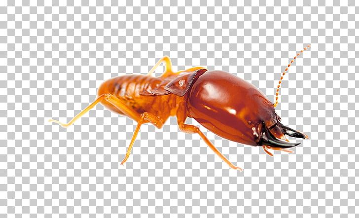 Pest Control Eastern Subterranean Termite Formosan Subterranean Termite PNG, Clipart, Are, Arthropod, Bait, Bed Bug, Beetle Free PNG Download