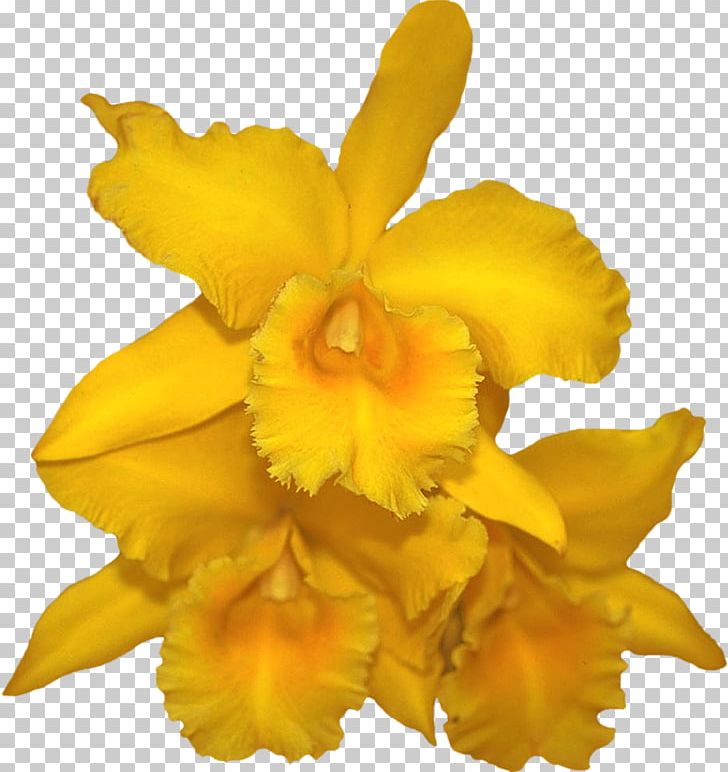 Cattleya Orchids Blog Cut Flowers PNG, Clipart, Author, Blog, Cattleya, Cattleya Orchids, Cut Flowers Free PNG Download