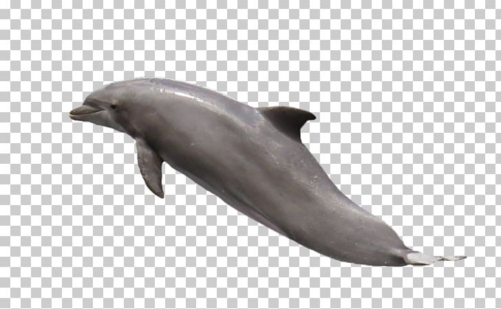 Common Bottlenose Dolphin Tucuxi PNG, Clipart, Animals, Car, Cute Dolphin, Dolphine, Dolphins Free PNG Download