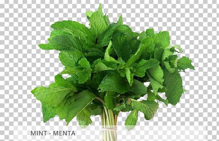 Herb Parsley Folate Spring Greens Plant PNG, Clipart, Folate, Fresh Mint, Herb, Landscape, Leaf Vegetable Free PNG Download