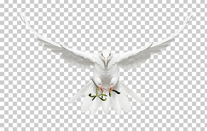 Rock Dove Bird Columbidae Photography Photographer PNG, Clipart, Andrew Zuckerman, Animal, Animals, Beak, Bird Of Prey Free PNG Download