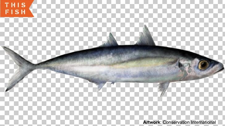 Sardine Thunnus Mackerel Scad Fish Products PNG, Clipart, Anchovy, Animals, Bonito, Bony Fish, Fauna Free PNG Download
