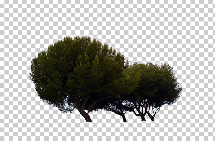Tree Plant Pine PNG, Clipart, Branch, Conifer, Conifers, Evergreen, Fern Free PNG Download