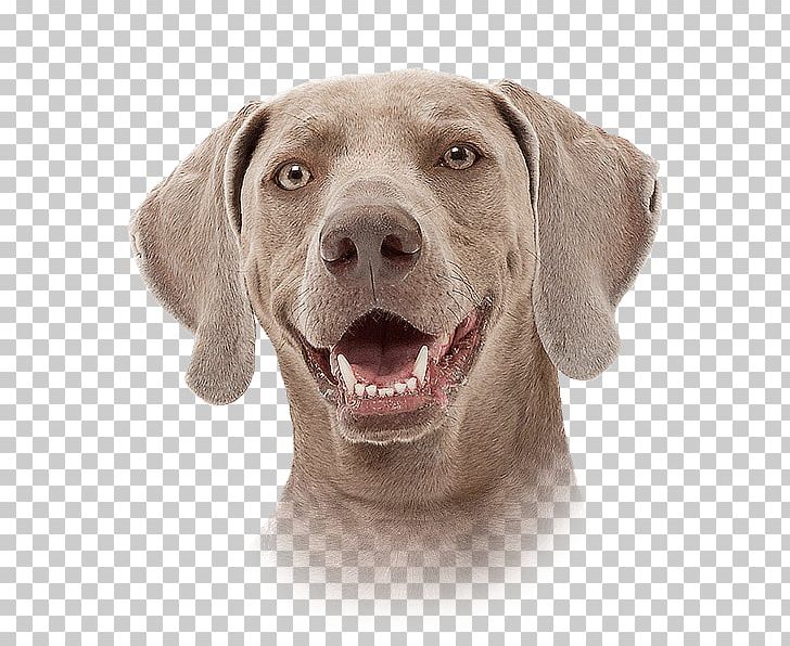 Weimaraner Dog Breed Companion Dog Pointing Breed Snout PNG, Clipart, Breed, Carnivoran, Closeup, Coat, Companion Dog Free PNG Download
