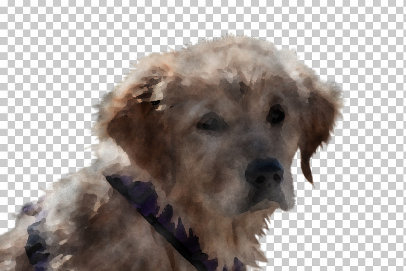 Dog Terrier Goldendoodle Sporting Group Puppy PNG, Clipart, Dog, Goldendoodle, Puppy, Rare Breed Dog, Sporting Group Free PNG Download