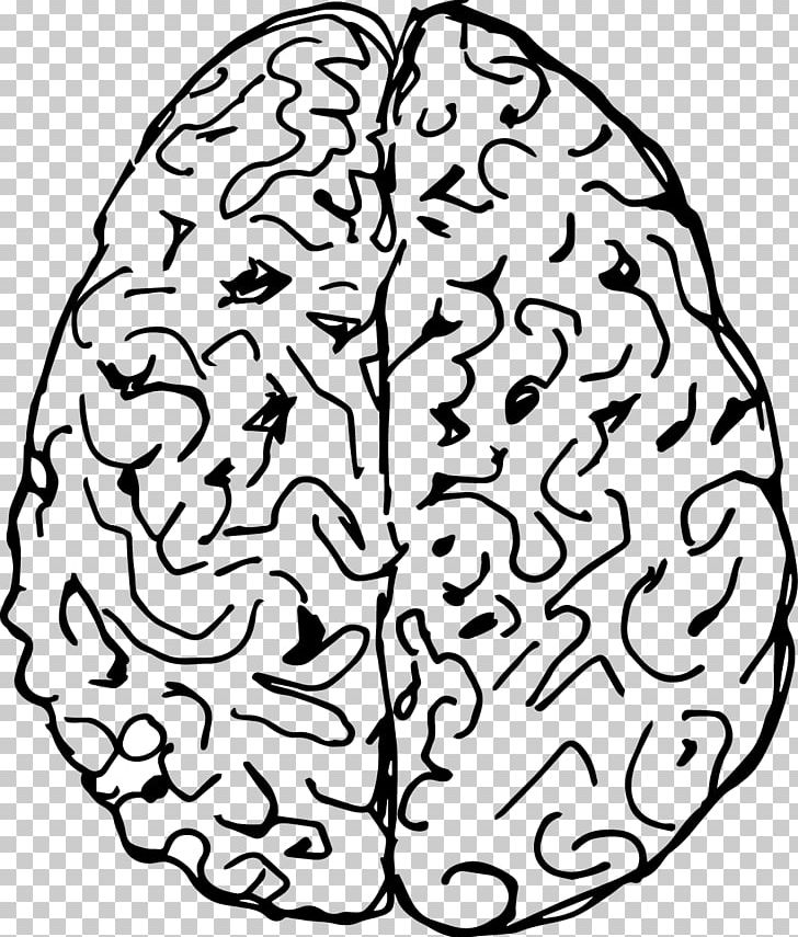 Brain Drawing Cerebral Hemisphere PNG, Clipart, Area, Art, Black And White, Brain Vector, Cerebrolysin Free PNG Download