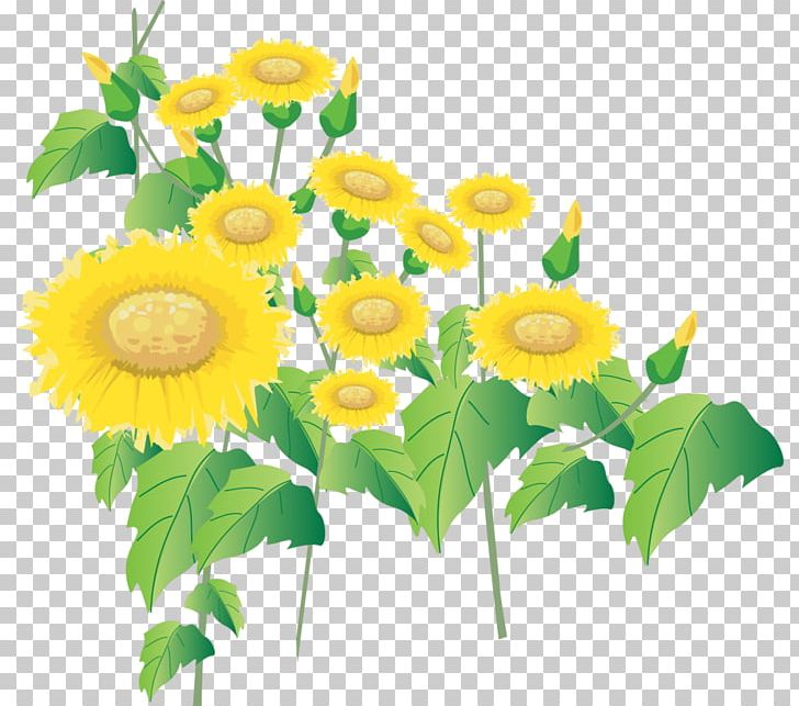 Common Sunflower Sunflower Seed PNG, Clipart, Common Sunflower, Cut Flowers, Daisy Family, Floral Design, Floristry Free PNG Download