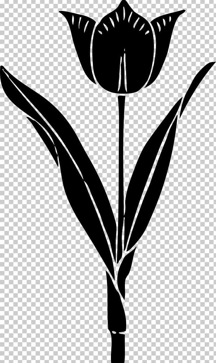 Tulip Silhouette Drawing PNG, Clipart, Black, Black And White, Branch, Clip Art, Color Free PNG Download