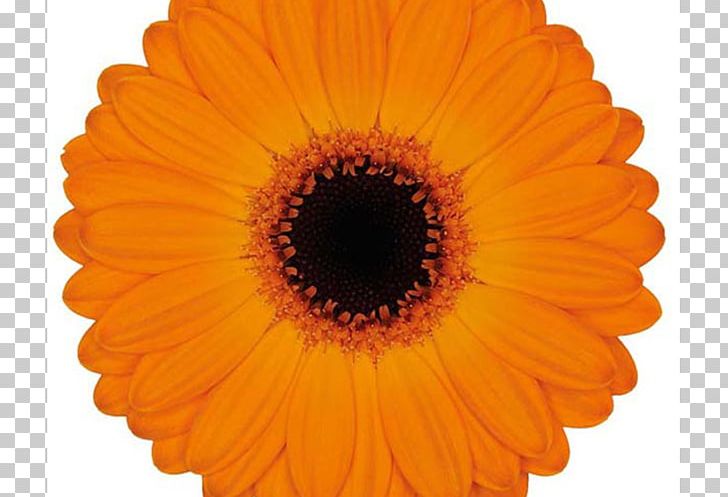 Colours Of Nature Chris D'Amico Transvaal Daisy PNG, Clipart,  Free PNG Download