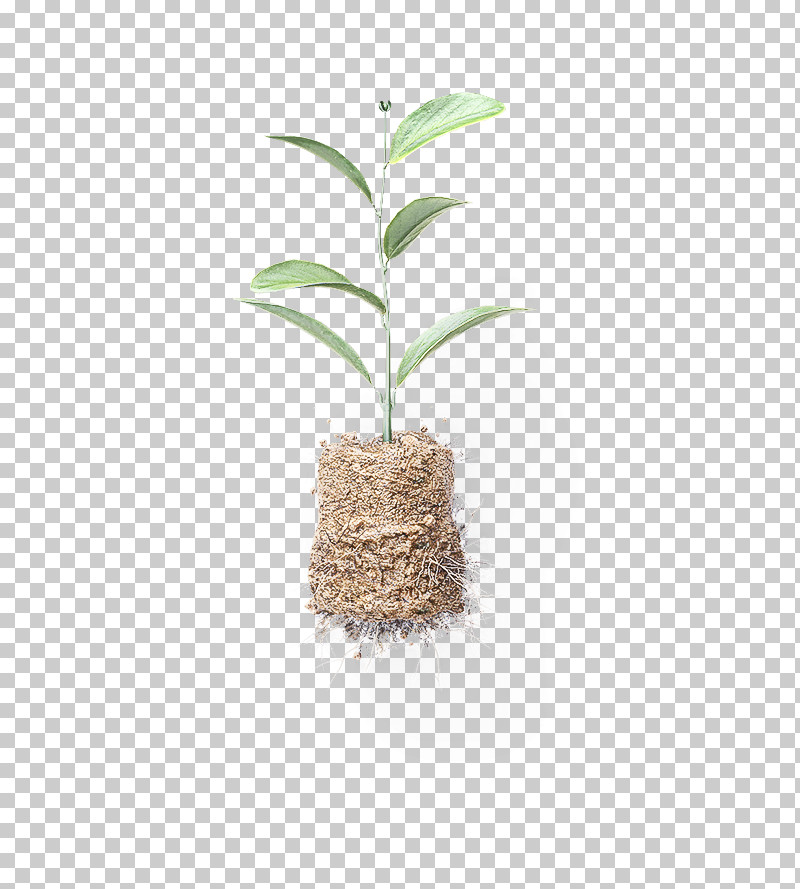 Palm Tree PNG, Clipart, Flower, Flowerpot, Houseplant, Leaf, Palm Tree Free PNG Download