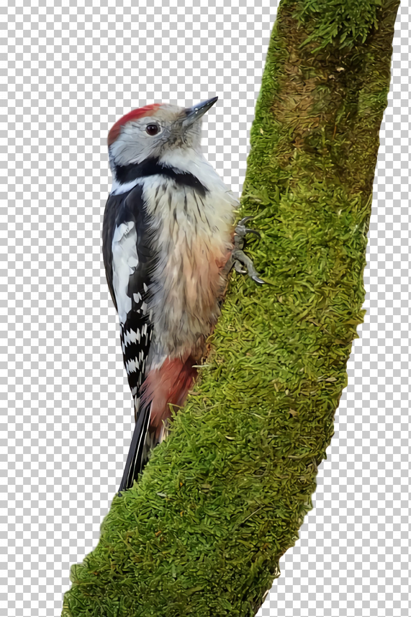 Woodpeckers Beak PNG, Clipart, Beak, Woodpeckers Free PNG Download