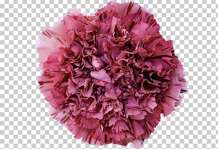 Carnation Cut Flowers China Pink PNG, Clipart, Carnation, China Pink, Color, Cut Flowers, Dianthus Free PNG Download
