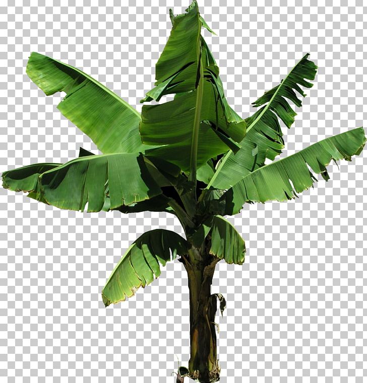 Cooking Banana Tree Coconut PNG, Clipart, 3d Computer Graphics, Arecaceae, Arecales, Banana, Banana Leaf Free PNG Download