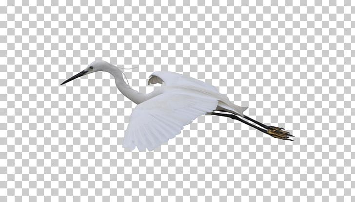 Crane Gratis PNG, Clipart, Animal, Beak, Bird, Crane, Crane Like Bird Free PNG Download