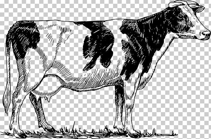 Holstein Friesian Cattle Guernsey Cattle Drawing PNG, Clipart, Animals, Black And White, Bull, Calf, Cattle Free PNG Download