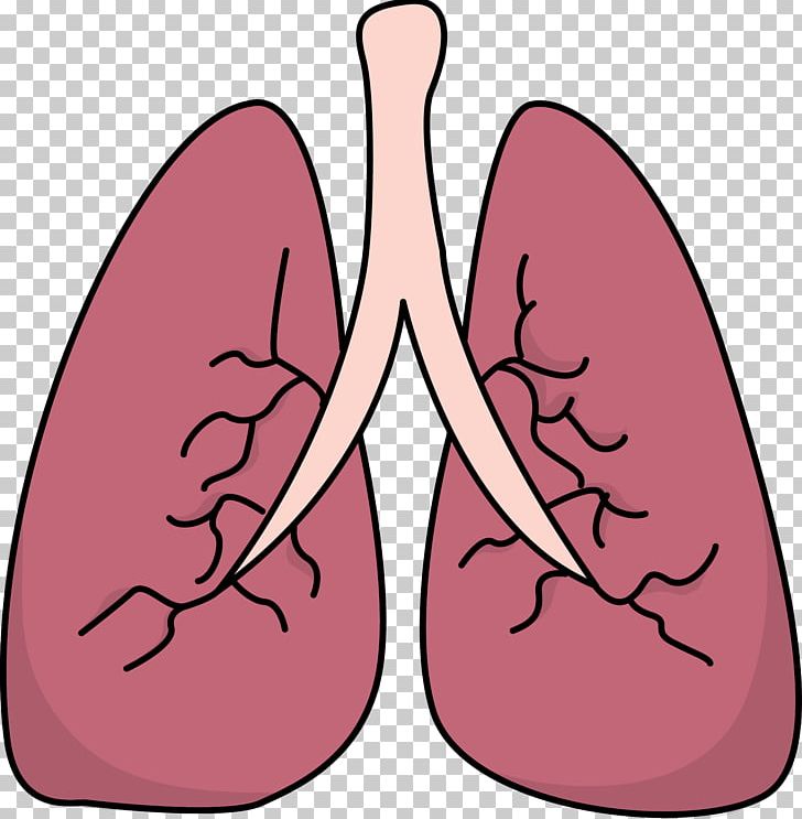 Lung PNG, Clipart, Arm, Breathing, Bronchus, Clip Art, Diagram Free PNG Download