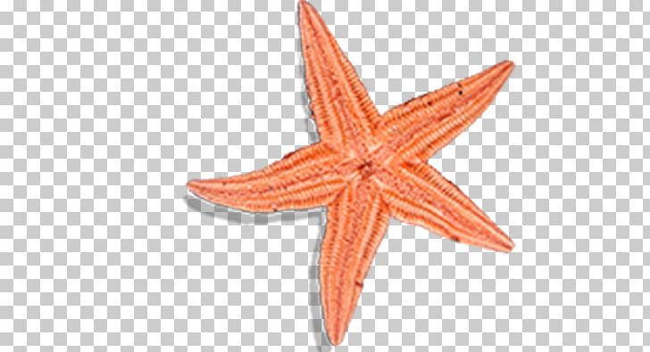 Patrick Star Starfish PNG, Clipart, Angle, Animals, Beautiful Starfish, Cartoon Starfish, Color Free PNG Download