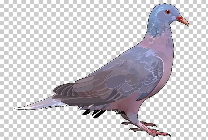 Stock Dove Rock Dove Columbidae Bird Laurel Pigeon PNG, Clipart,  Free PNG Download