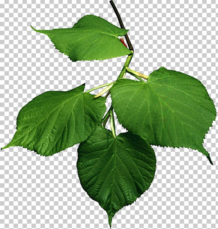 Tree Leaf PNG, Clipart, Animation, Branch, Deciduous, Ivy, Leaf Free PNG Download