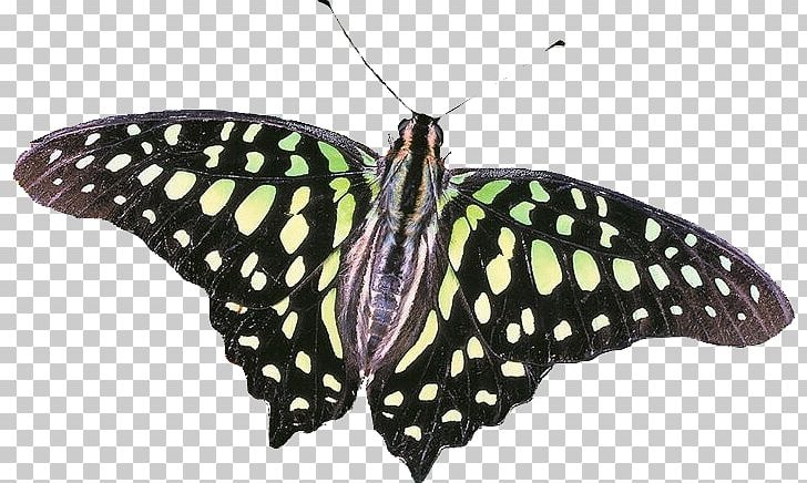 Monarch Butterfly Moth Pieridae Tailed Jay PNG, Clipart, Agamemnon, Arthropod, Brush Footed Butterfly, Insects, Moth Free PNG Download