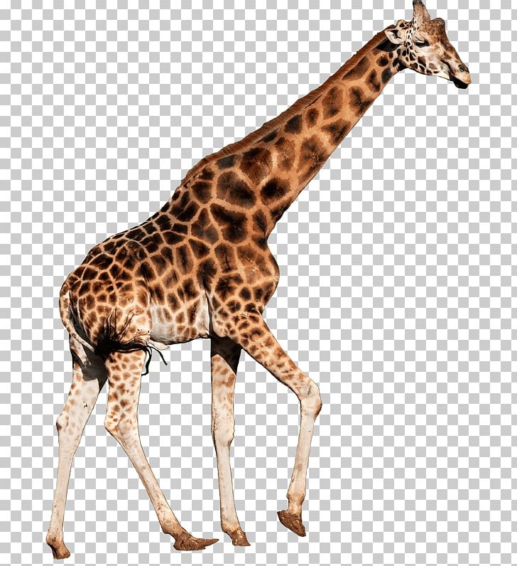 Pony Northern Giraffe Reticulated Giraffe Brumby African Wild Dog PNG, Clipart, Accommodation, African Wild Dog, Animal, Brumby, Fauna Free PNG Download