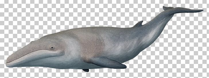 Tucuxi Common Bottlenose Dolphin Cetotherium Cetotheriidae Cetaceans PNG, Clipart, Animal Figure, Baleen Whale, Cetaceans, Cetotheriidae, Cetotherium Free PNG Download