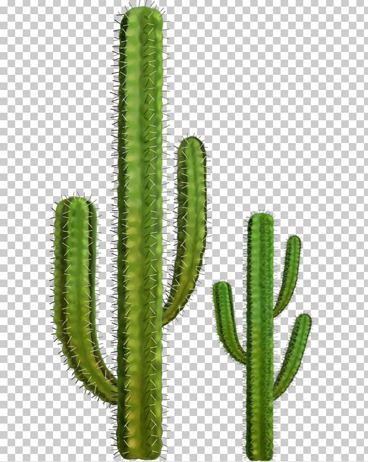 Cactus PNG, Clipart, Cactus Free PNG Download