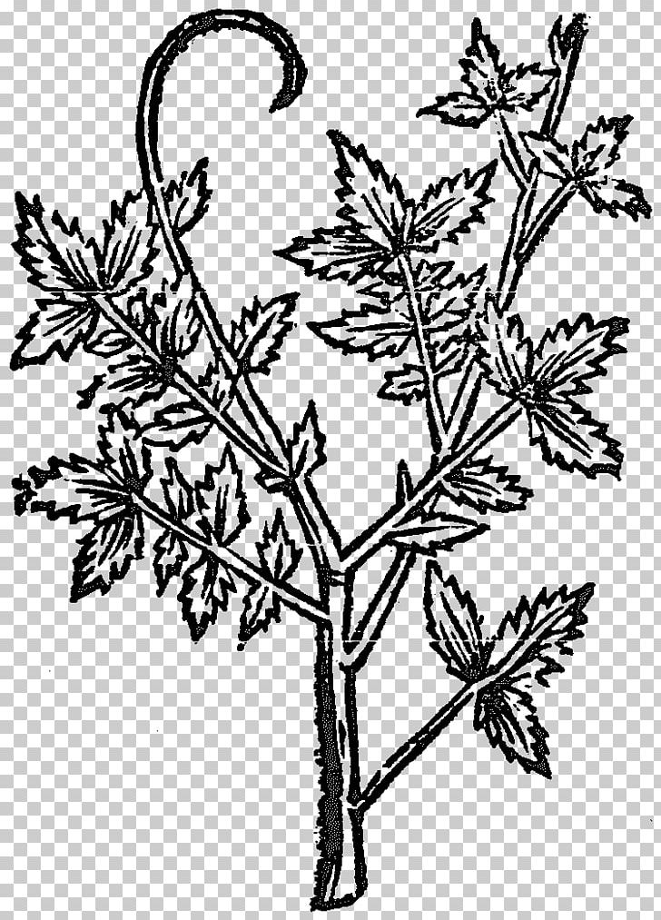 Twig Plant Stem Leaf Line Art Flower PNG, Clipart, Agrimonia, Black And White, Branch, Flora, Flower Free PNG Download