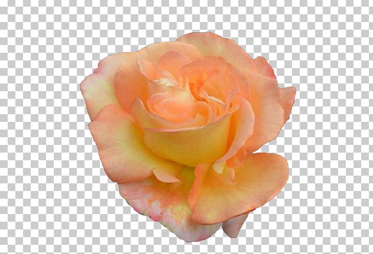 Flower Rose PNG, Clipart, 1800flowers, Closeup, Cut Flowers, Desktop Wallpaper, Floribunda Free PNG Download