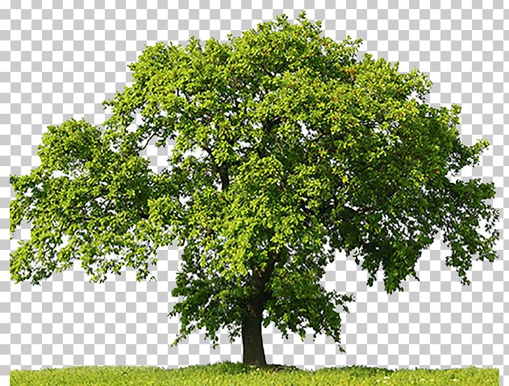 Oak Tree Stock Photography Stock.xchng PNG, Clipart, Branch, Customer Service, Decorative Patterns, Getty Images, Grass Free PNG Download
