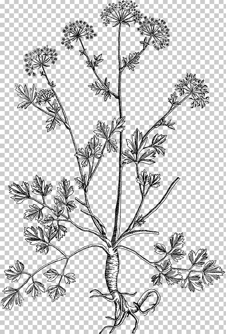 Parsley Herb Fennel Botanical Garden Printing PNG, Clipart, Blackwell, Botany, Branch, Caraway, Cow Parsley Free PNG Download