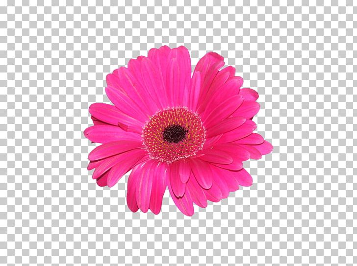 Transvaal Daisy Daisy Family Cut Flowers PNG, Clipart, Annual Plant, Chrysanthemum, Chrysanths, Color, Common Daisy Free PNG Download