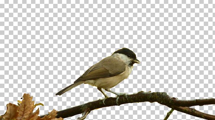 Bird House Sparrow Basabizitza Fauna Burgos PNG, Clipart, Animal, Animales, Animals, Basabizitza, Beak Free PNG Download