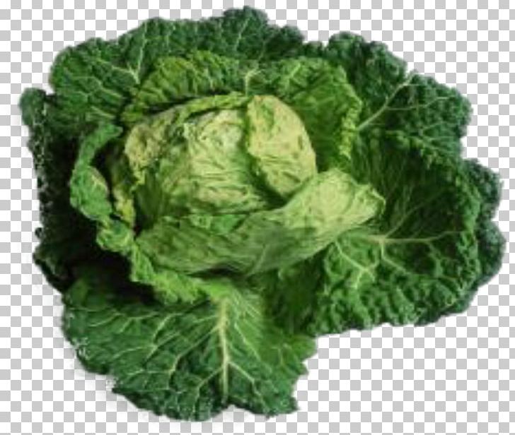 Savoy Cabbage Collard Greens Spring Greens Cabbage Roll PNG, Clipart, Brassica Oleracea, Cabbage, Cabbage Roll, Collard Greens, Cruciferous Vegetables Free PNG Download
