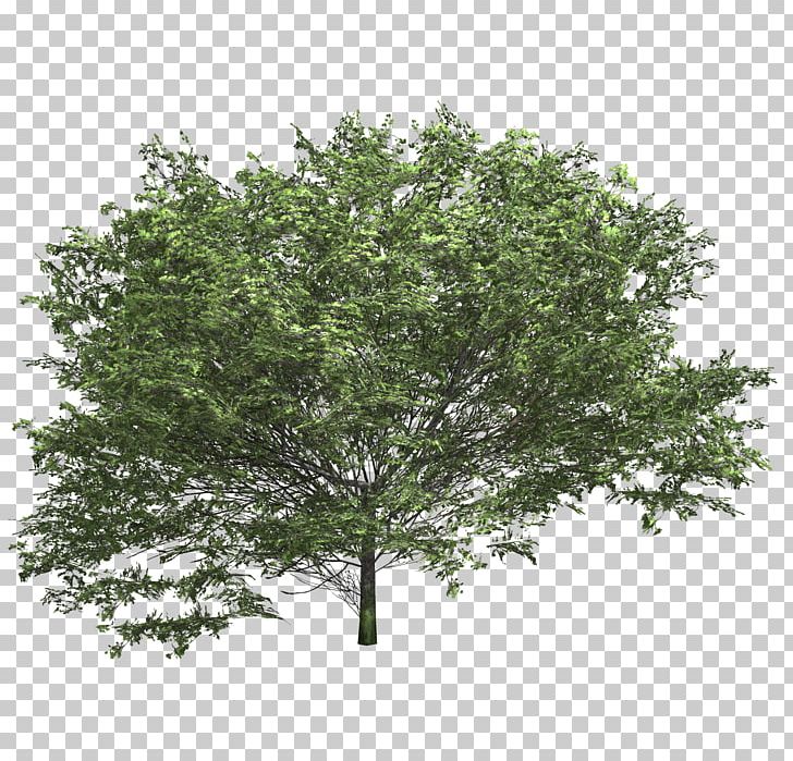 Shrub Tree Woody Plant Oleander PNG, Clipart, 3d Computer Graphics, Branch, Evergreen, Information, Leaf Free PNG Download