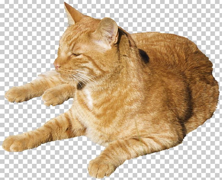 Whiskers Dragon Li Rat Mouse Domestic Short Haired Cat Png