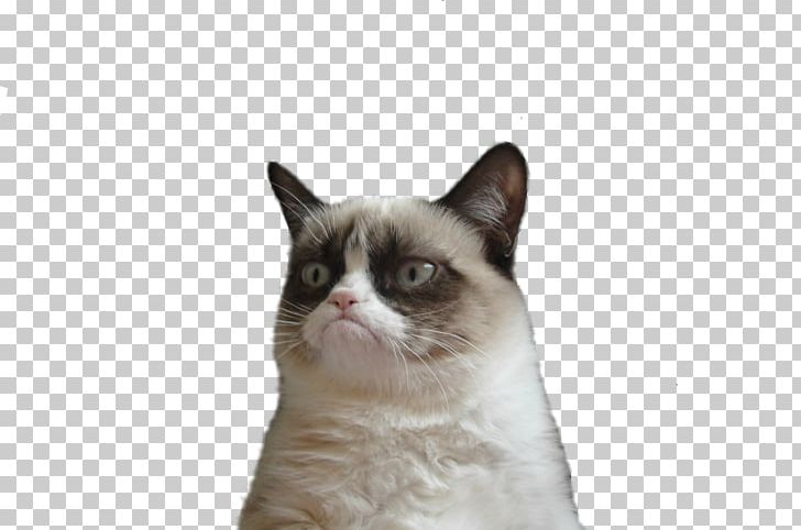 Grumpy Cat Kitten PNG, Clipart, Animals, Cat, Cat Like Mammal, Clip Art, Computer Icons Free PNG Download